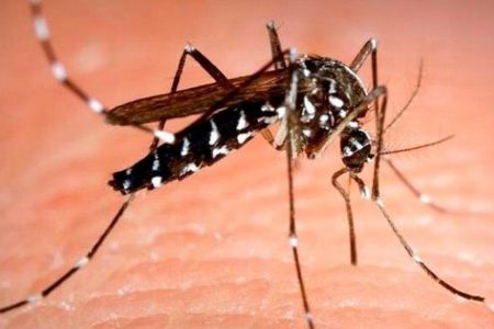 Yucatán, tres meses sin dengue: Cinvestav