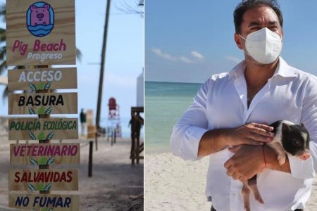 Cerditos rescatados en Progreso ya tienen nuevo hogar: la Pig Beach en Yucalpetén