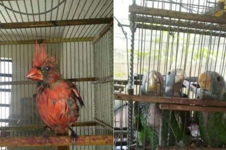 Iniciativa para erradicar el cautiverio de aves: cambiarán jaulas por árboles nativos