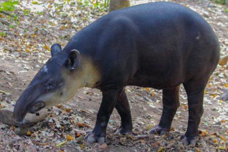 Al rescate del tapir, con el primer santuario eco residencial en Kinchil y Celestún