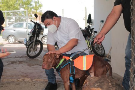 De perro callejero maltratado a mascota de Protección Civil en Kanasín