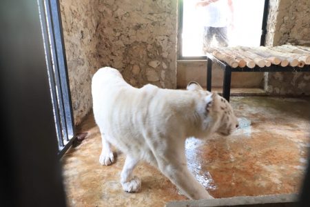 Un tigre de bengala albino, nuevo atractivo en el zoológico La Reina de Tizimín
