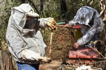Caleras y cementeras, enemigos de la apicultura