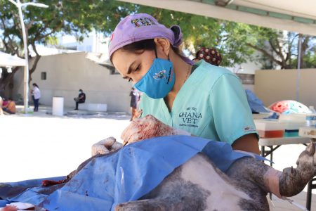 Inicia campaña de esterilización de mascotas en Progreso