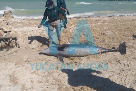 Delfín muerto en playa de Chuburná puerto