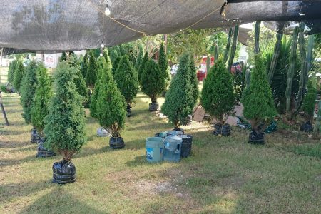 Desde Puebla, llegan los árboles navideños y Nochebuenas para adornar los hogares yucatecos