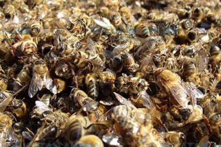 Caleras y cementeras, enemigos de la apicultura