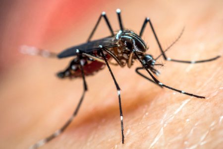 Confirman nuevo caso de dengue en Yucatán, ya son tres los contagiados