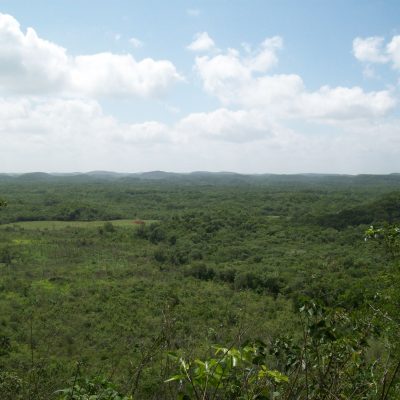 Regeneración natural de selvas, solución de bajo costo contra el cambio climático: CICY