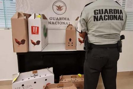 Guardia nacional rescata ejemplares de Faisán en el aeropuerto de Mérida