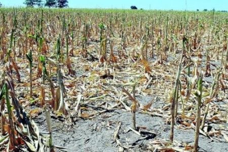 Yucatán cumplen tres meses con mínimos pluviales, aridez preocupa a campesinos