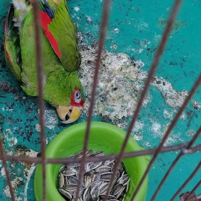 Para frenar más muertes de aves en cautiverio, activistas piden no tenerlos como mascotas