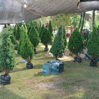 Ayuntamiento de Mérida activará cinco centros de acopio de árboles de navidad