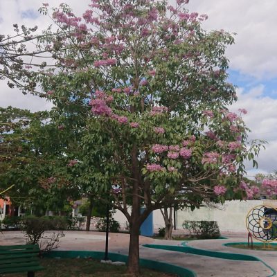 La Ciudad se “pinta” de rosa con el florecimiento de los Maculis