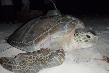 Península de Yucatán, sitio ideal para 4 especies de tortugas