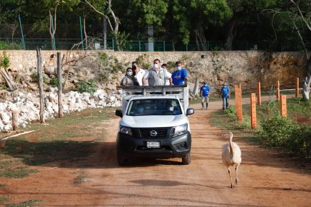 Renán Barrera supervisa trabajos de rehabilitación en el Parque Zoológico Bicentenario “Animaya”