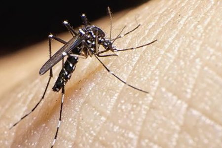 Reaparece el dengue, segundo caso en Valladolid