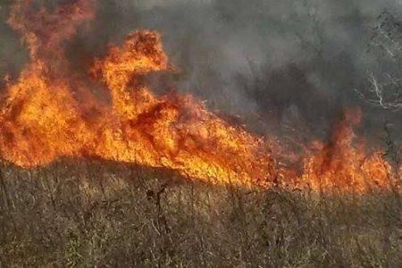 Península de Yucatán, afectada ya por 43 incendios forestales