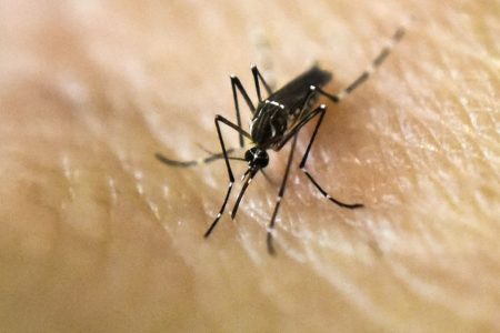 Previenen repunte de enfermedades propagadas por mosquitos