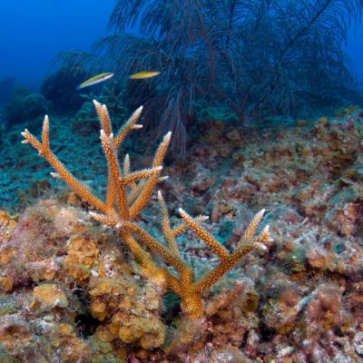 Insisten en preservación de Arrecife Alacranes