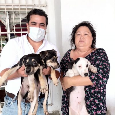 Rescata Cultur a otros tres “perritos sagrados” de Kukulkán y los ofrece en adopción