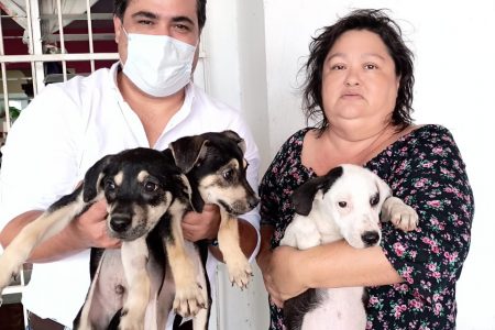 Rescata Cultur a otros tres “perritos sagrados” de Kukulkán y los ofrece en adopción