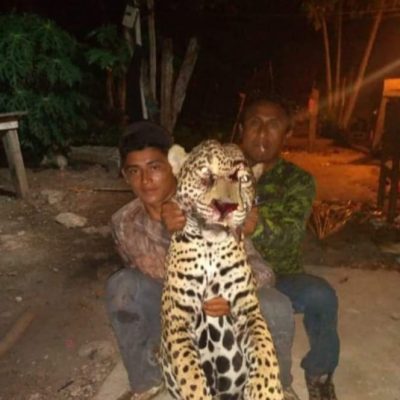 Asesinan a jaguar, ya se investiga