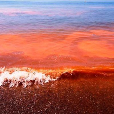 SSY mantiene vigilancia sanitaria en costa yucateca por presencia de marea roja
