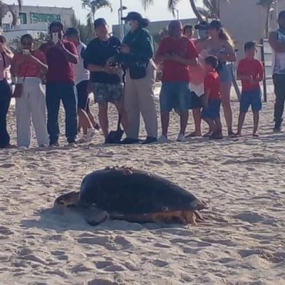 Tortuga marina sorprende al desovar en las playas de Progreso