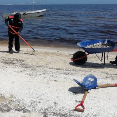 Se mantienen las tareas de limpieza y vigilancia en la zona de marea roja en Yucatán