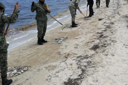 Siguen trabajos de recoja de especies marinas que recalan a la playa por marea roja