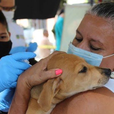 Realizará SSY la Jornada Nacional de Vacunación Antirrábica 2022 en Yucatán