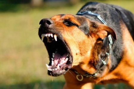 Aumenta en 28% los ataques de perros a personas, en la Península de Yucatán