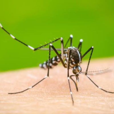 Dengue empieza a afectar a la zona henequenera