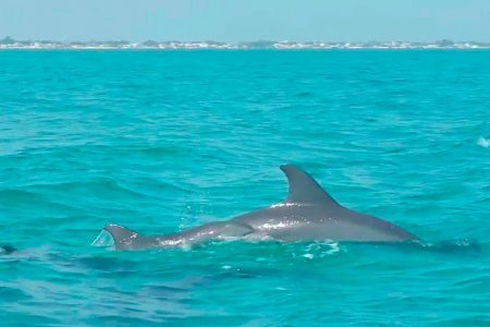 Detectan metales en delfines varados en Yucatán: Cinvestav