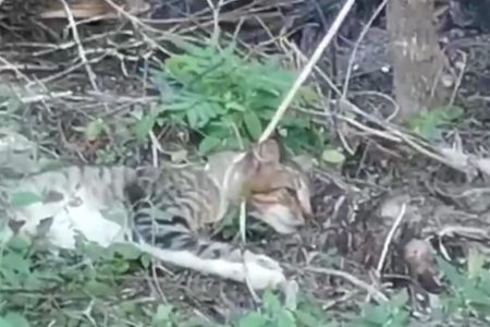 Adolescentes torturan y matan a un gato en Dzemul