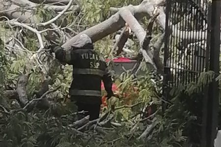 Cae árbol encima de seis vehículos que estaban estacionados en una funeraria