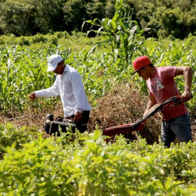 Milpa maya recibe reconocimiento internacional como Patrimonio Agrícola