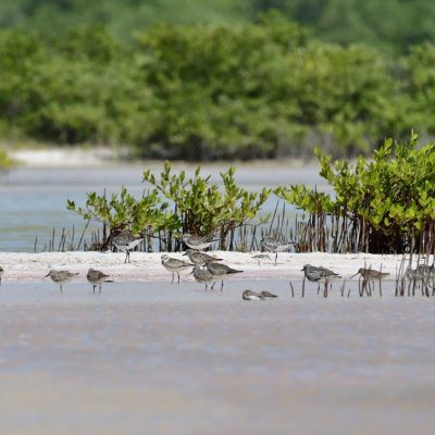 Ambientalistas buscan recuperar 22 mil hectáreas de manglares hasta 2025