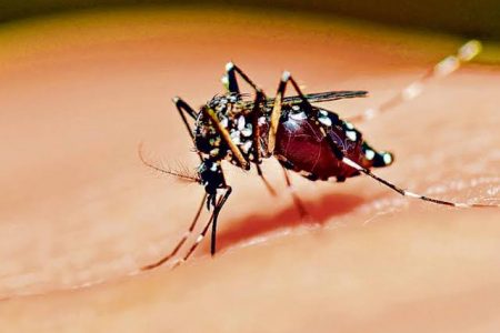 Suman 400 personas infectadas por dengue en este 2022