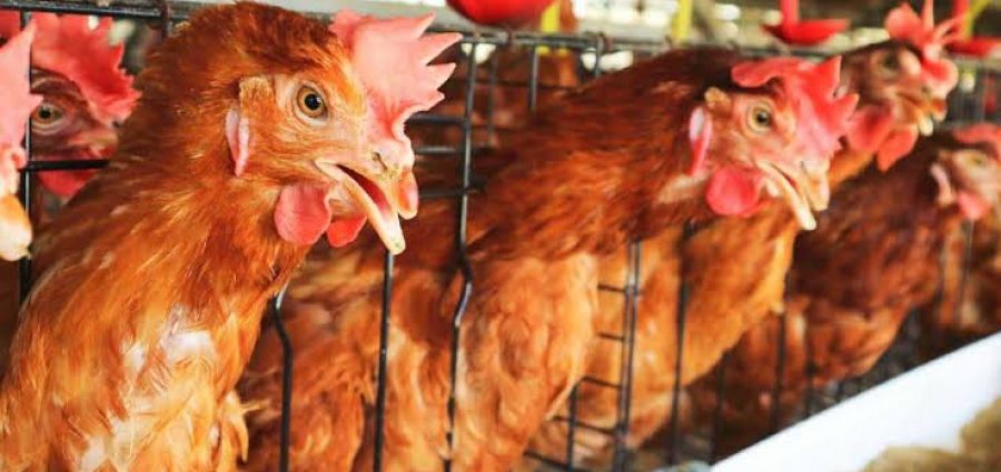 Sacrifican  millones de aves por influenza aviar en Yucatán – Yucatan  Ahora