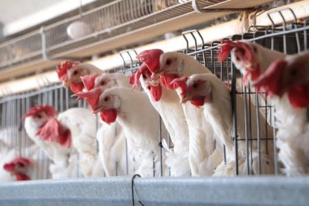 Comercialización de pollo y huevo continúa bajo vigilancia ante presencia de influenza aviar en Yucatán
