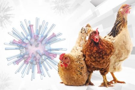 Aplicarán 4.4 millones de vacunas a aves de granjas yucatecas