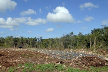 Afectadas 1.5 millones de hectáreas de vegetación forestal en la entidad