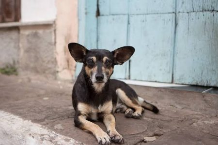 Sobrepoblación de perros y gatos callejeros, afecta a numerosos municipios