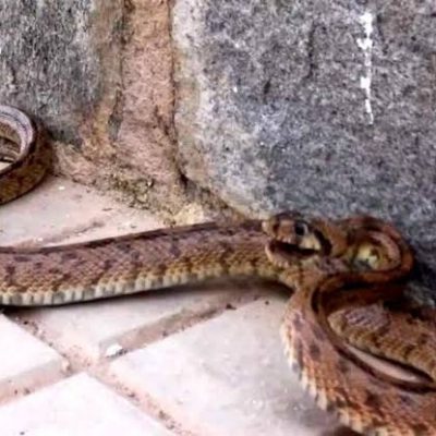 Ciento treinta yucatecos fueron atacados por serpientes en 2022