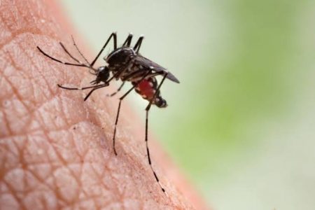 Advierten sobre brote de dengue en la entidad, ante inicio de temporada de lluvias