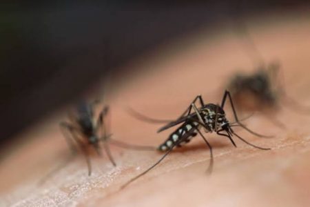 Suman 32 municipios afectados por el dengue en Yucatán