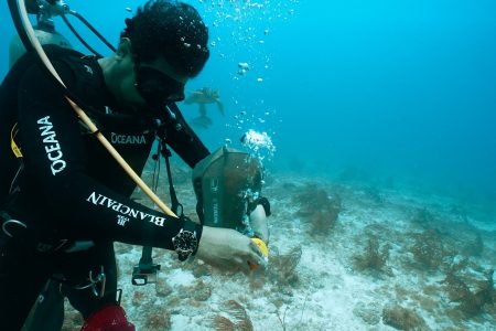 Crece cobertura marina de Arrecife Alacranes