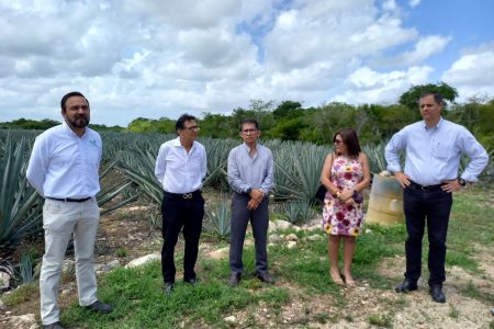 Anticipan reactivación de actividad henequenera en Yucatán